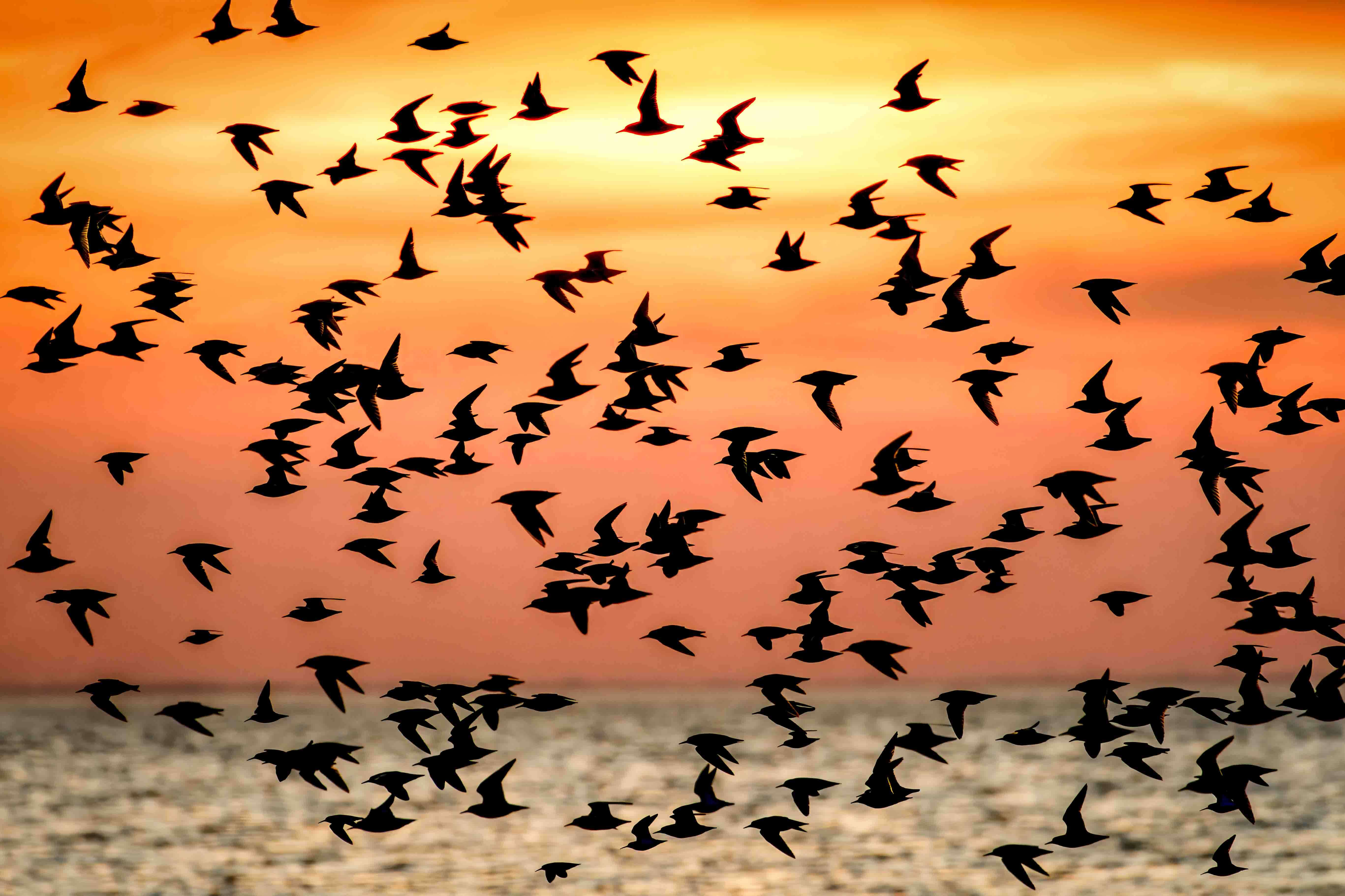 Snettisham Whirling Wader Spectacular: Wildlife Photography Workshop at RSPB Snettisham Nature Reserve