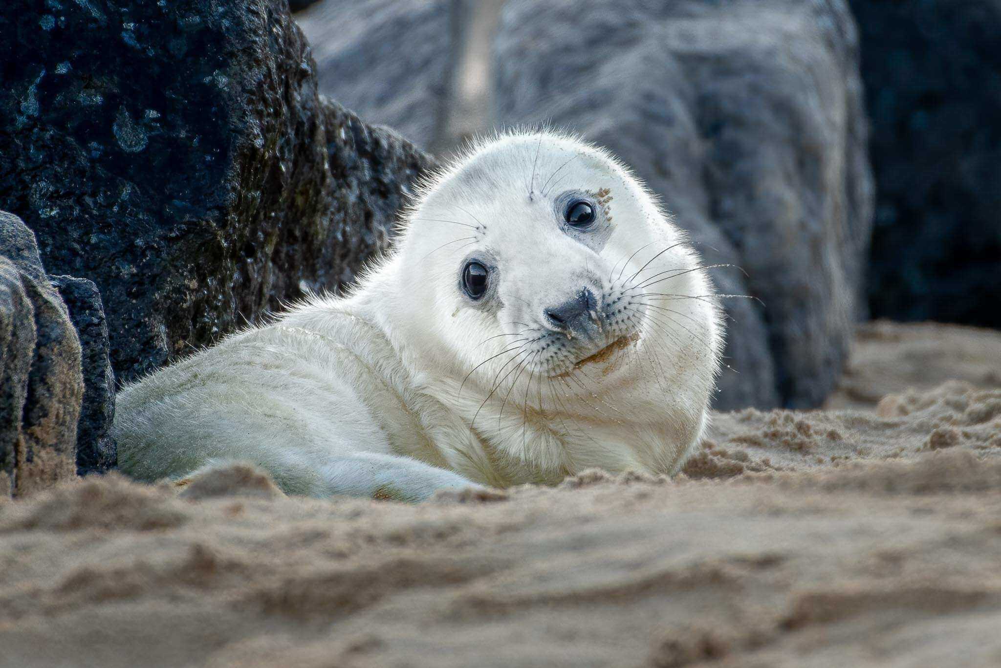 Grey Seal Pups: Norfolk Coast Wildlife Photography Workshop