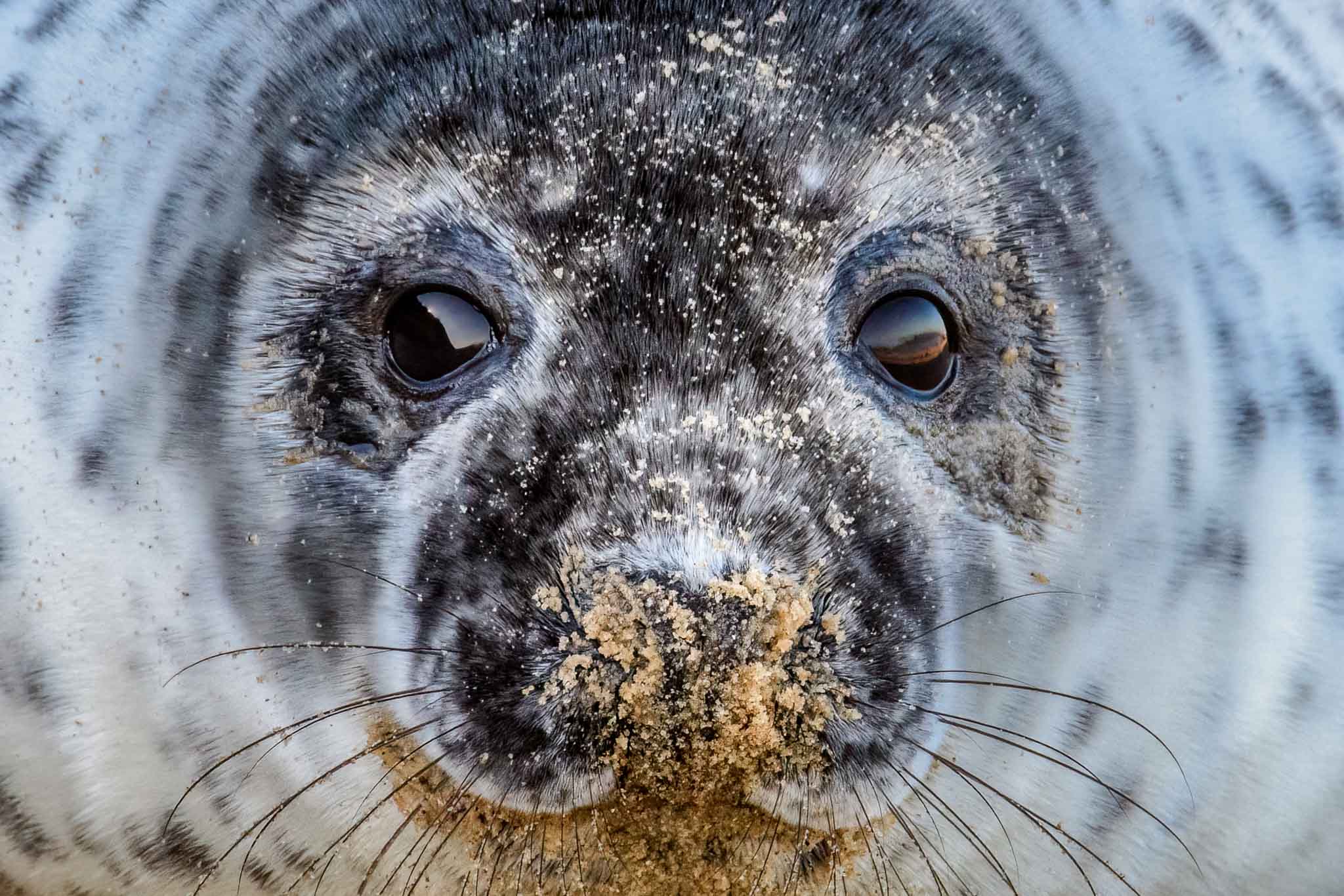 Grey Seal Pups & Meteor Shower: Norfolk Coast Wildlife Photography Workshop