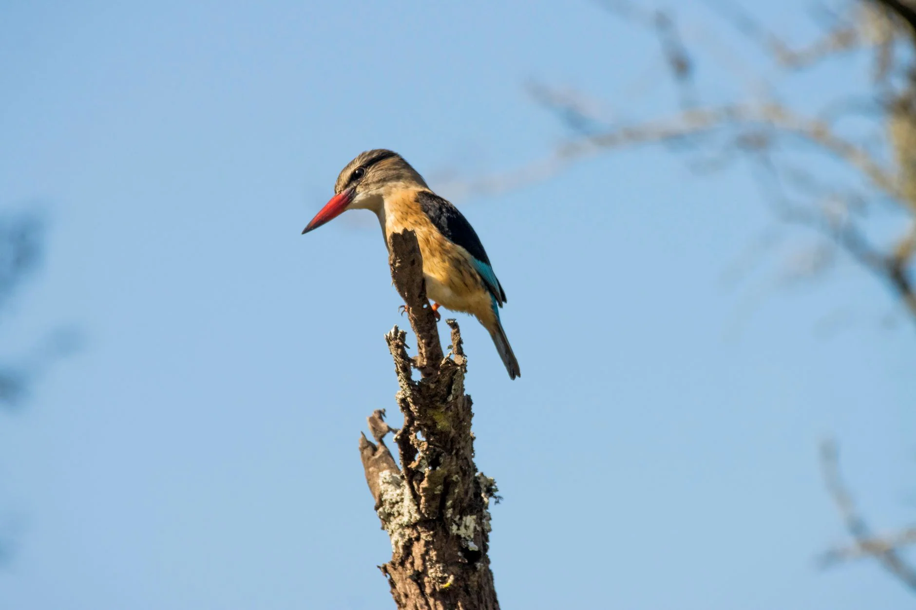 Big Wild Halloween Trail at RSPB Loch Leven