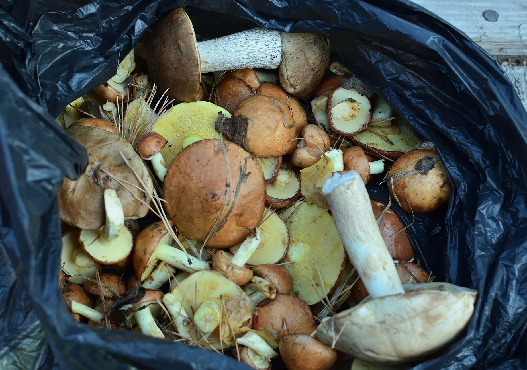 FESTIVE FORAGING in Glastonbury (Somerset) at White Spring