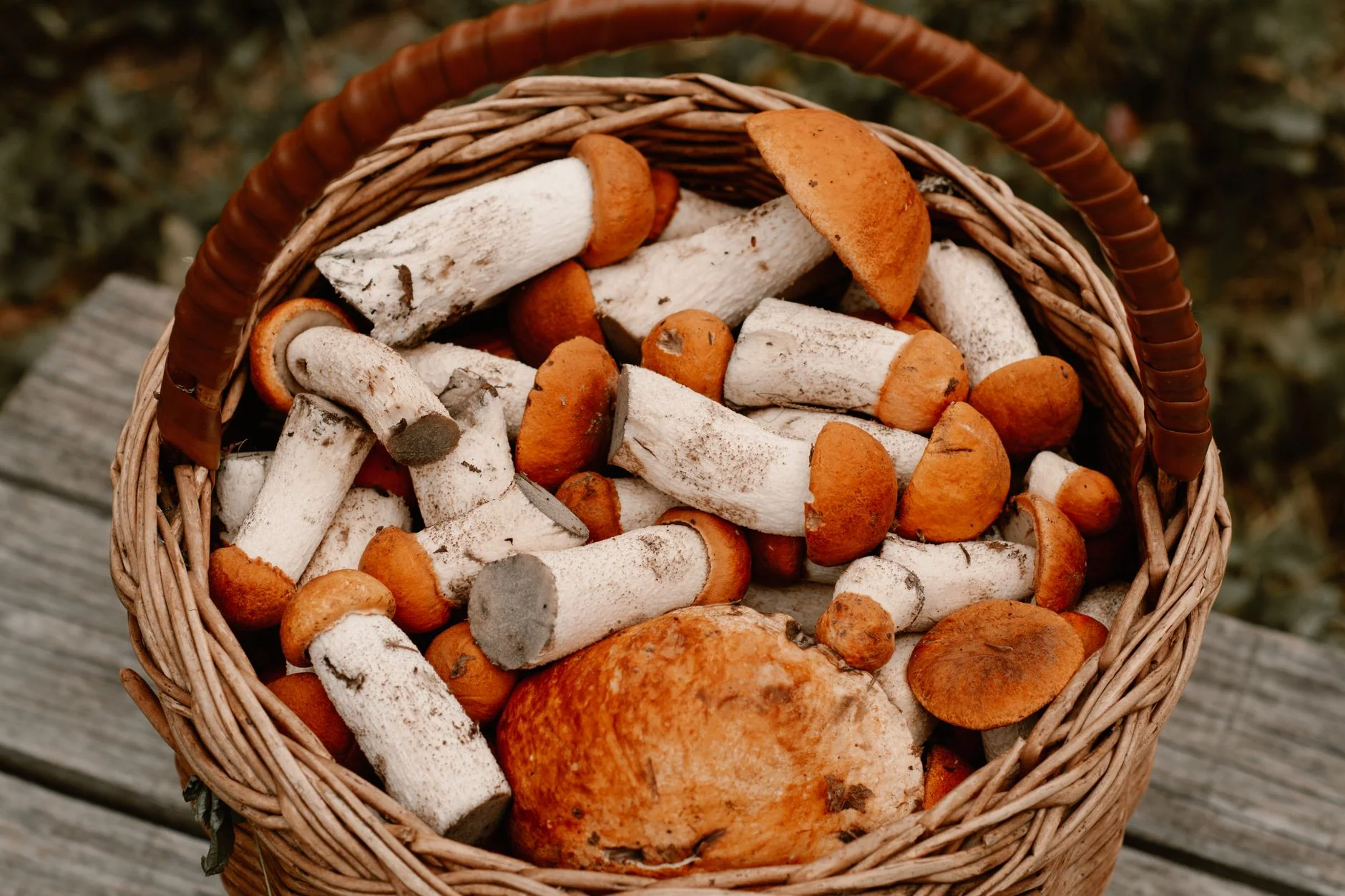 Explore the forest fungi: A discovery walk in the woods at Happy River Ltd