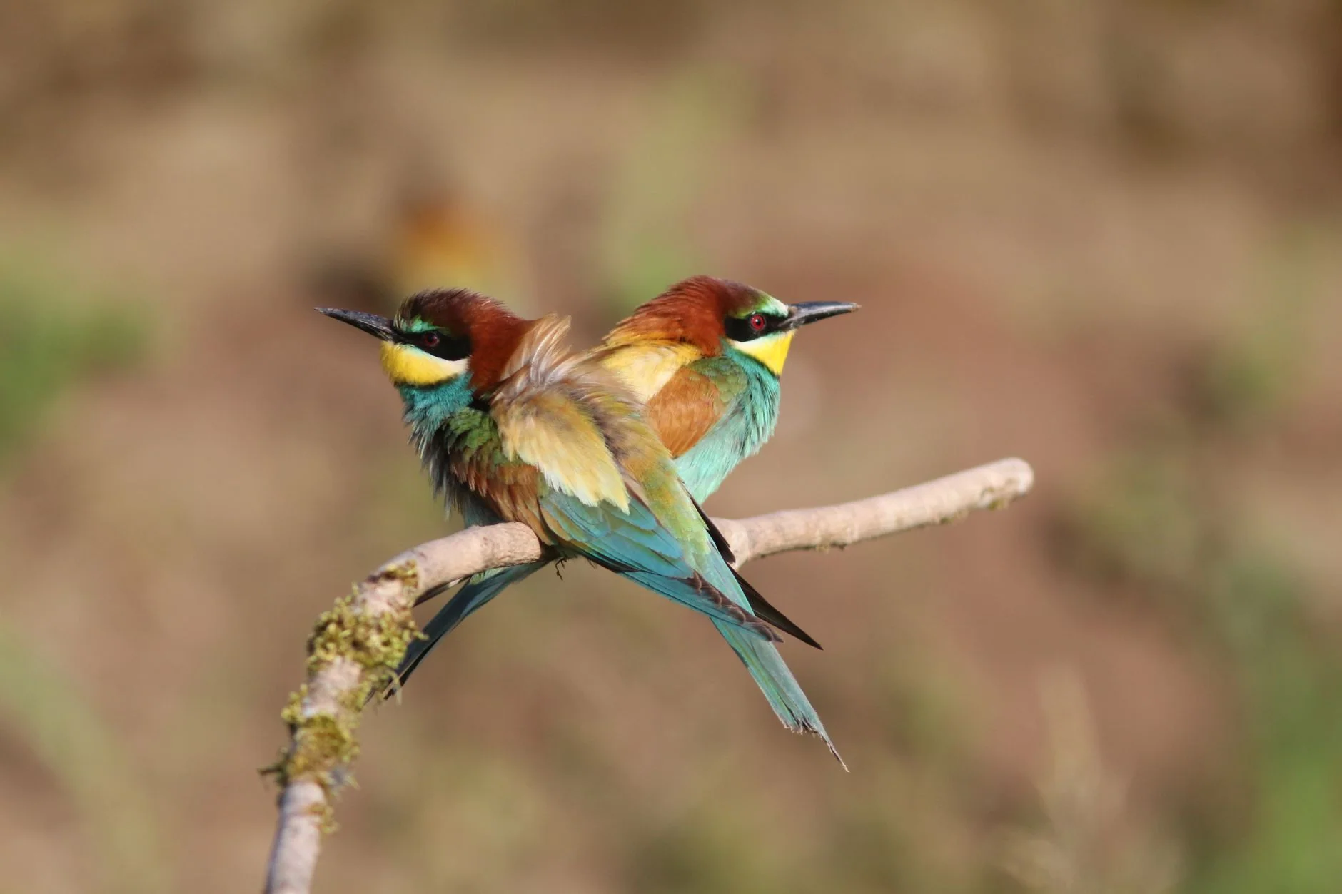 All- Female Birding & Bird Photography Morning at North Cave Wetlands
