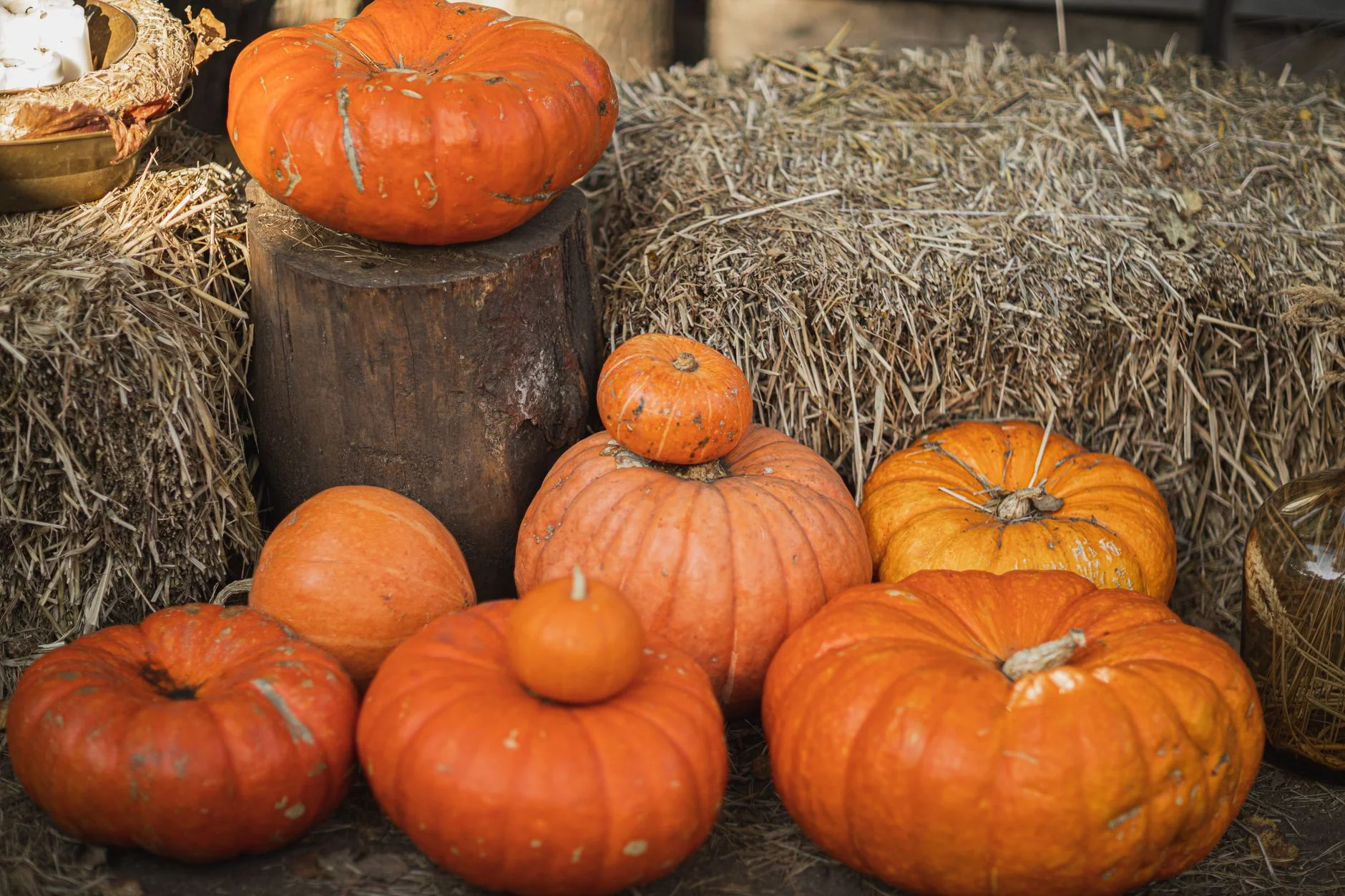 Halloween at Godstone Farm at Godstone Farm