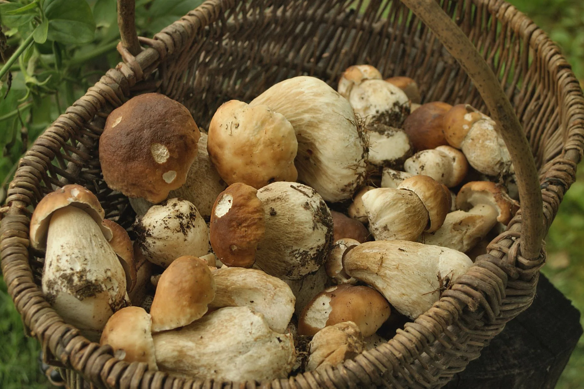 Yorkshire Fungi Fest 2026