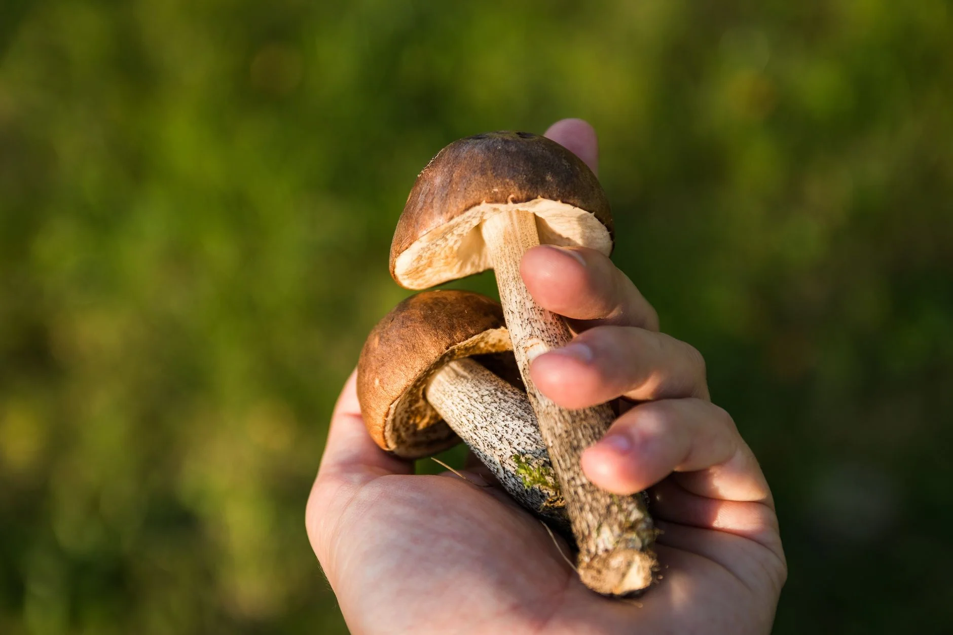 Explore the forest fungi: A discovery walk in the woods at Happy River Ltd