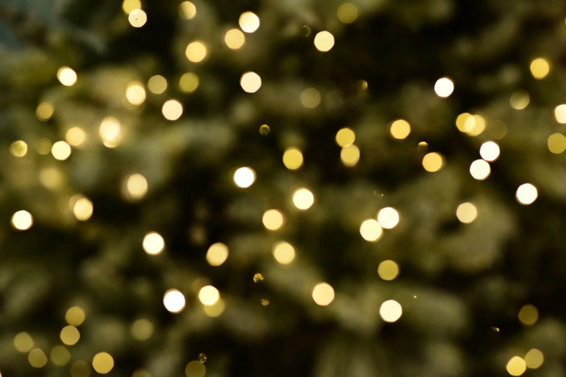 Festive Lunch Cruise at Ocean Scene