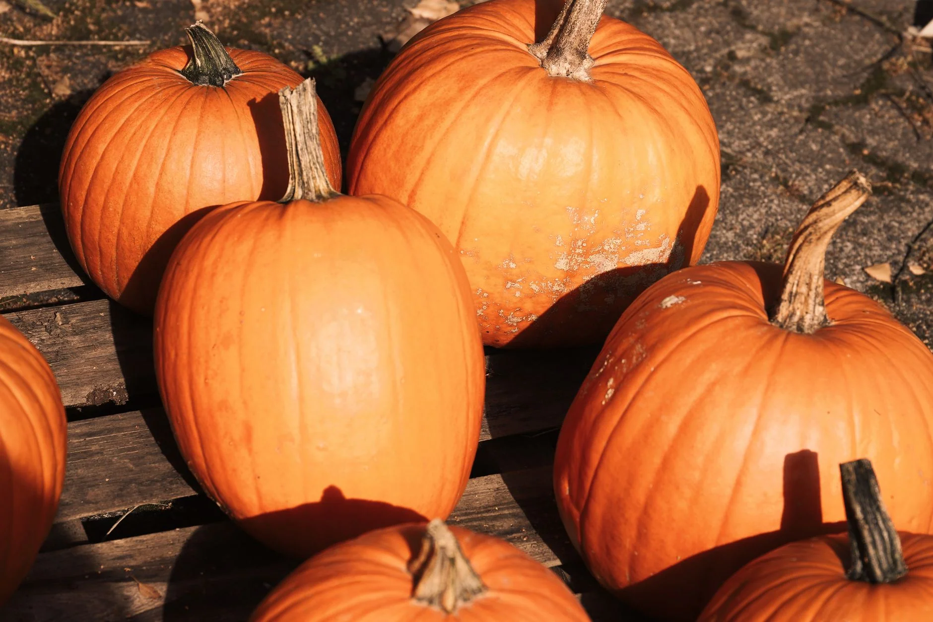 Halloween at Stonehouse Creek, Plymouth