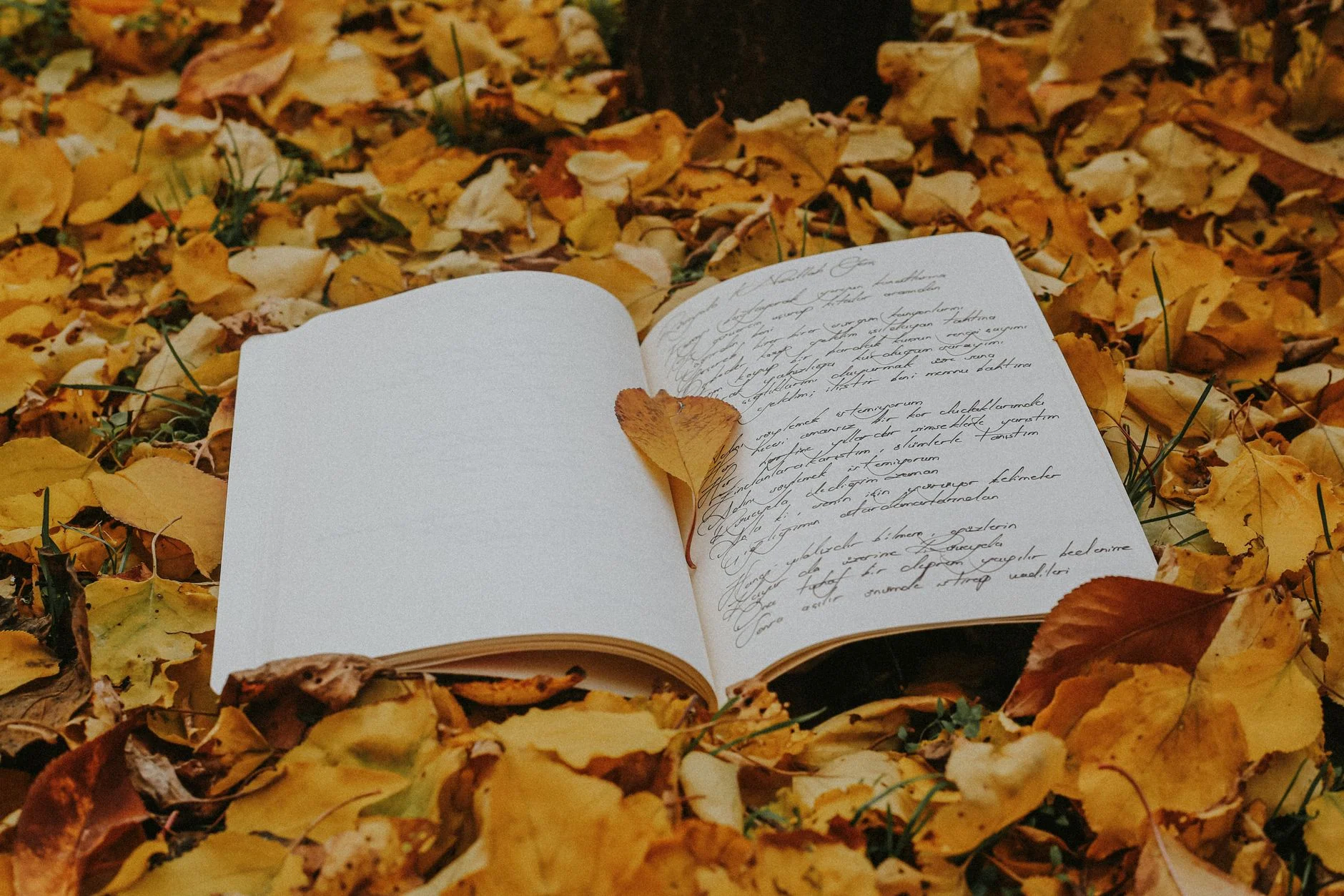Silent Book Club Bath: Bookish Social