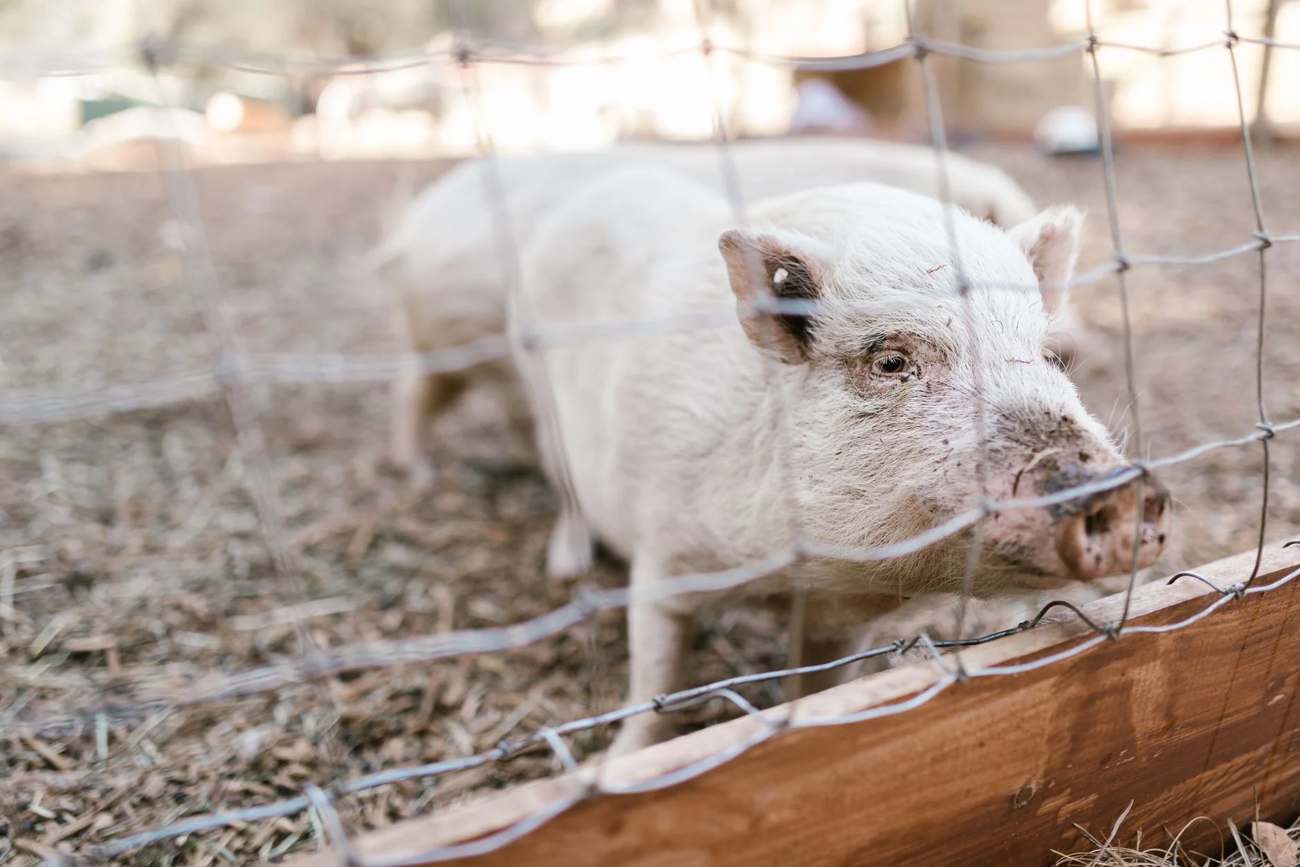 Halloween 26–31 October at Farmer Palmer's Farm Park