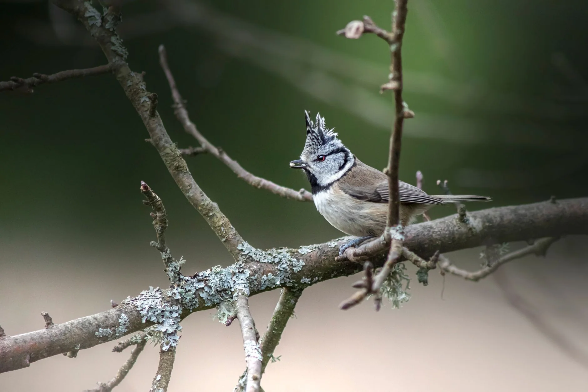 Birds for Beginners at RSPB Minsmere at RSPB Minsmere