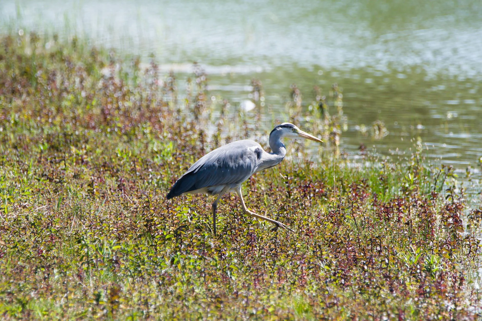 Nature Walks at Horticulture Hub