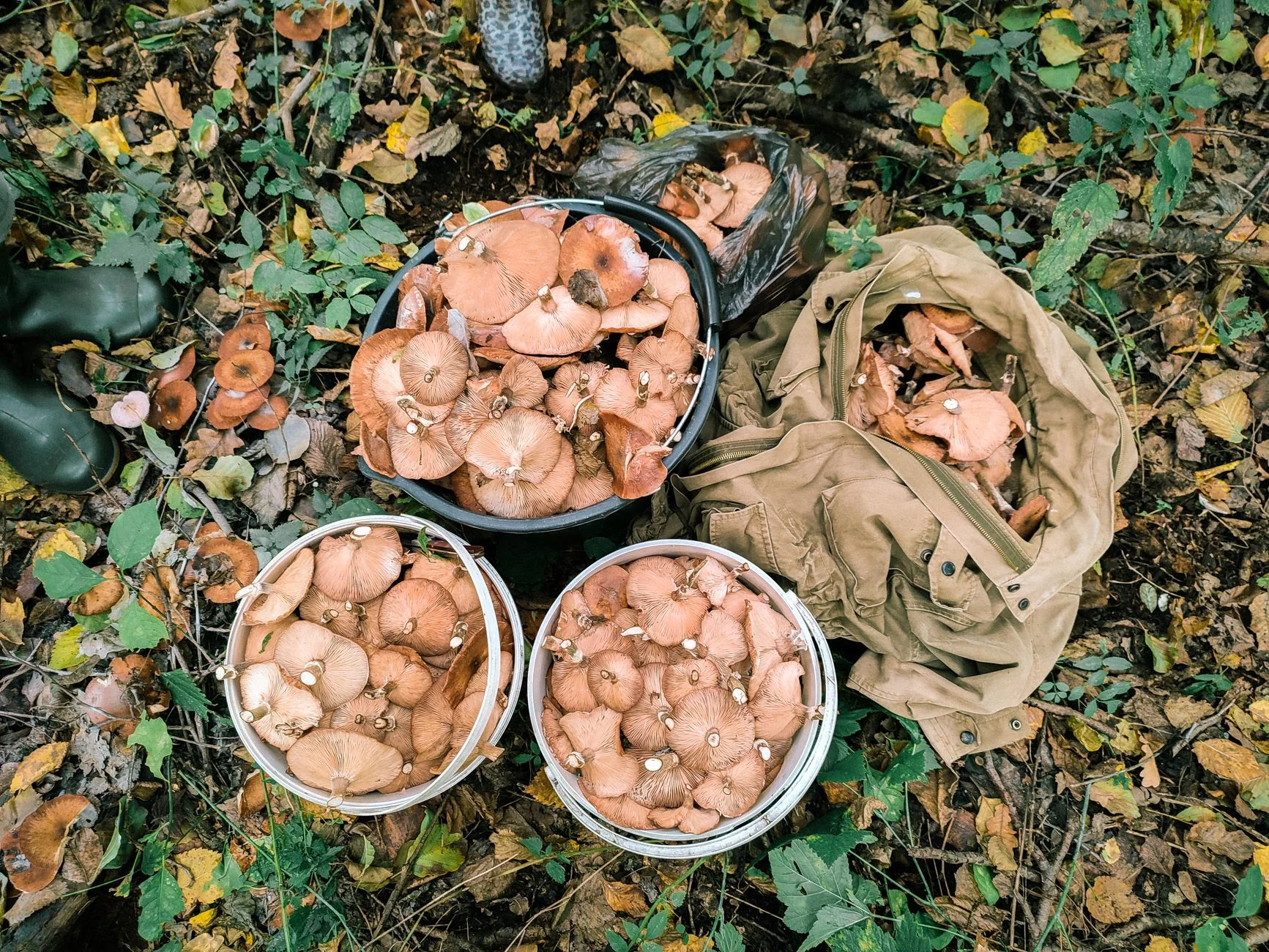 Family Friendly Foraging Course at Evenley Wood Garden