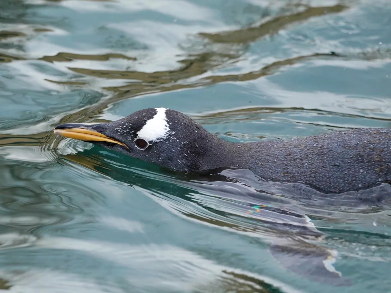 RZSS Edinburgh Zoo photo 1