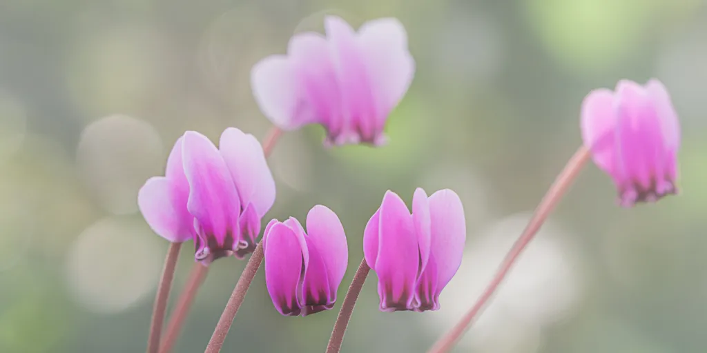 Birmingham Botanical Gardens photo 1