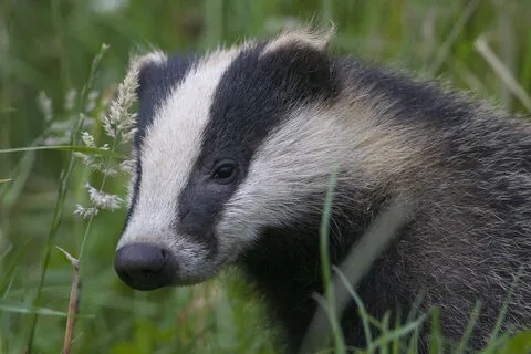 Abbotts Hall Farm photo 1