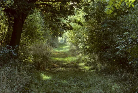 Bradfield Woods National Nature Reserve photo 1