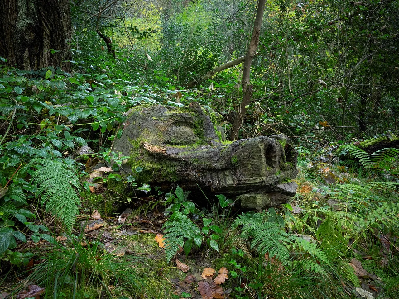 Severn Gorge Countryside Trust photo 1