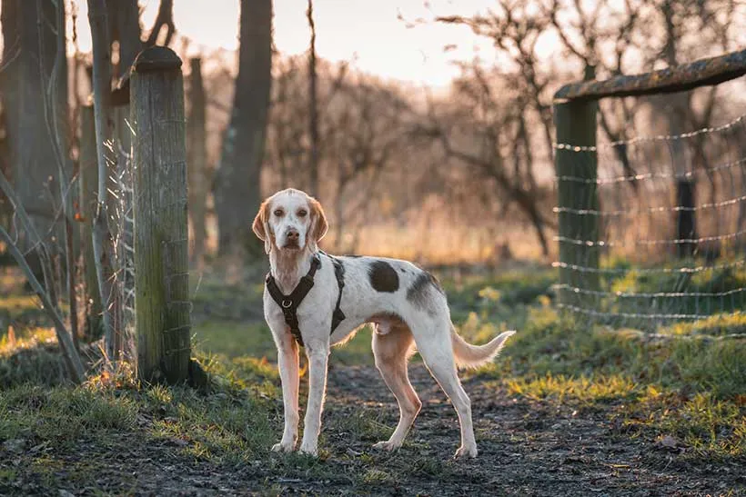 Worcestershire Animal Rescue photo 1