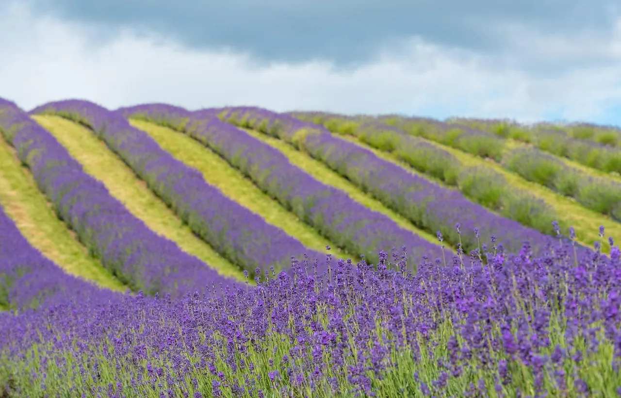 Scottish Lavender Oils photo 1