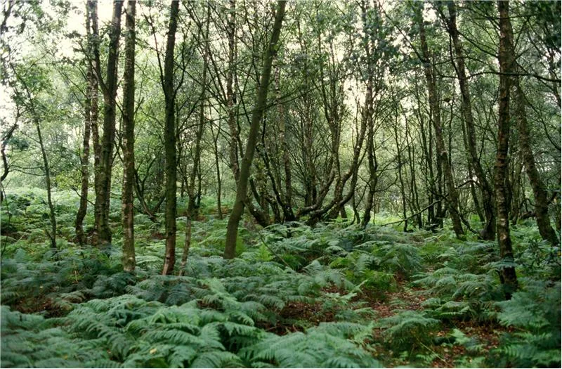 Frodsham Woods photo 1