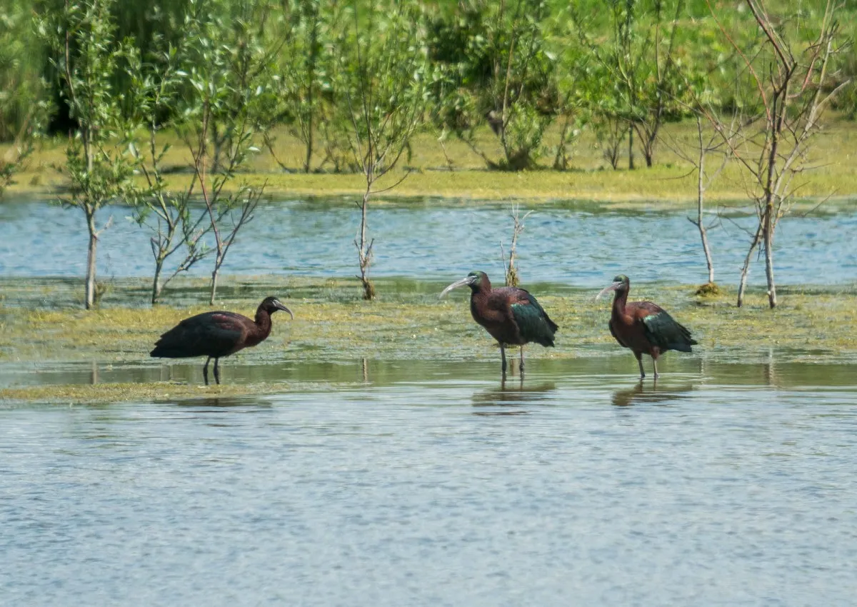Summer Leys Nature Reserve photo 1