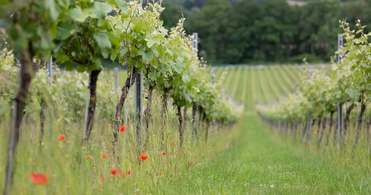 Albury Vineyard photo 1
