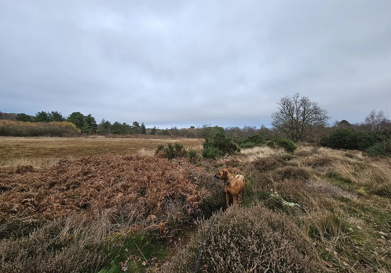 Shortheath Common photo 1