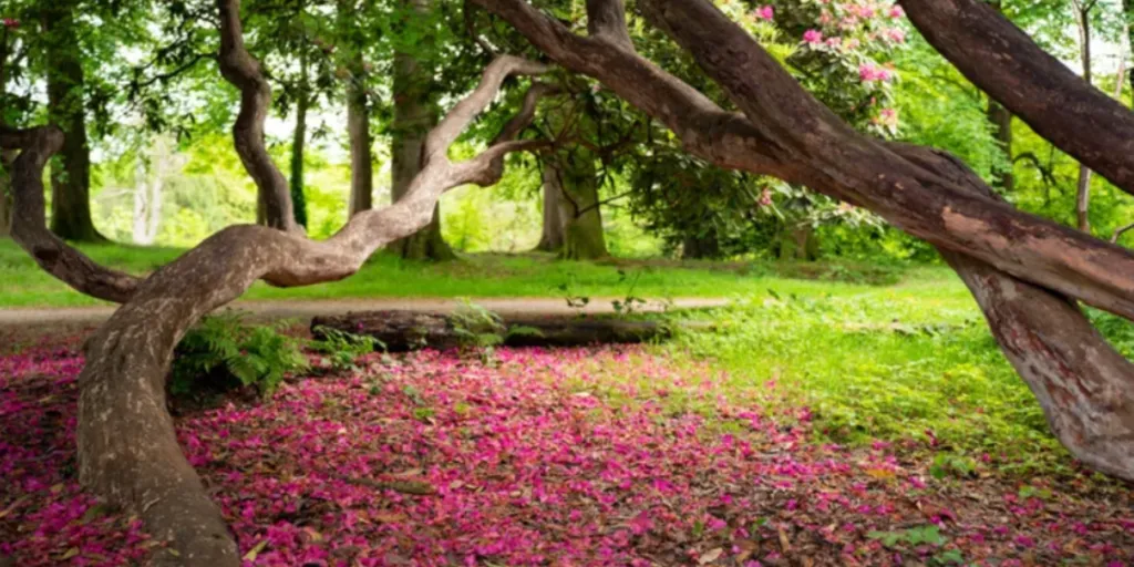 Rowallane Garden photo 1