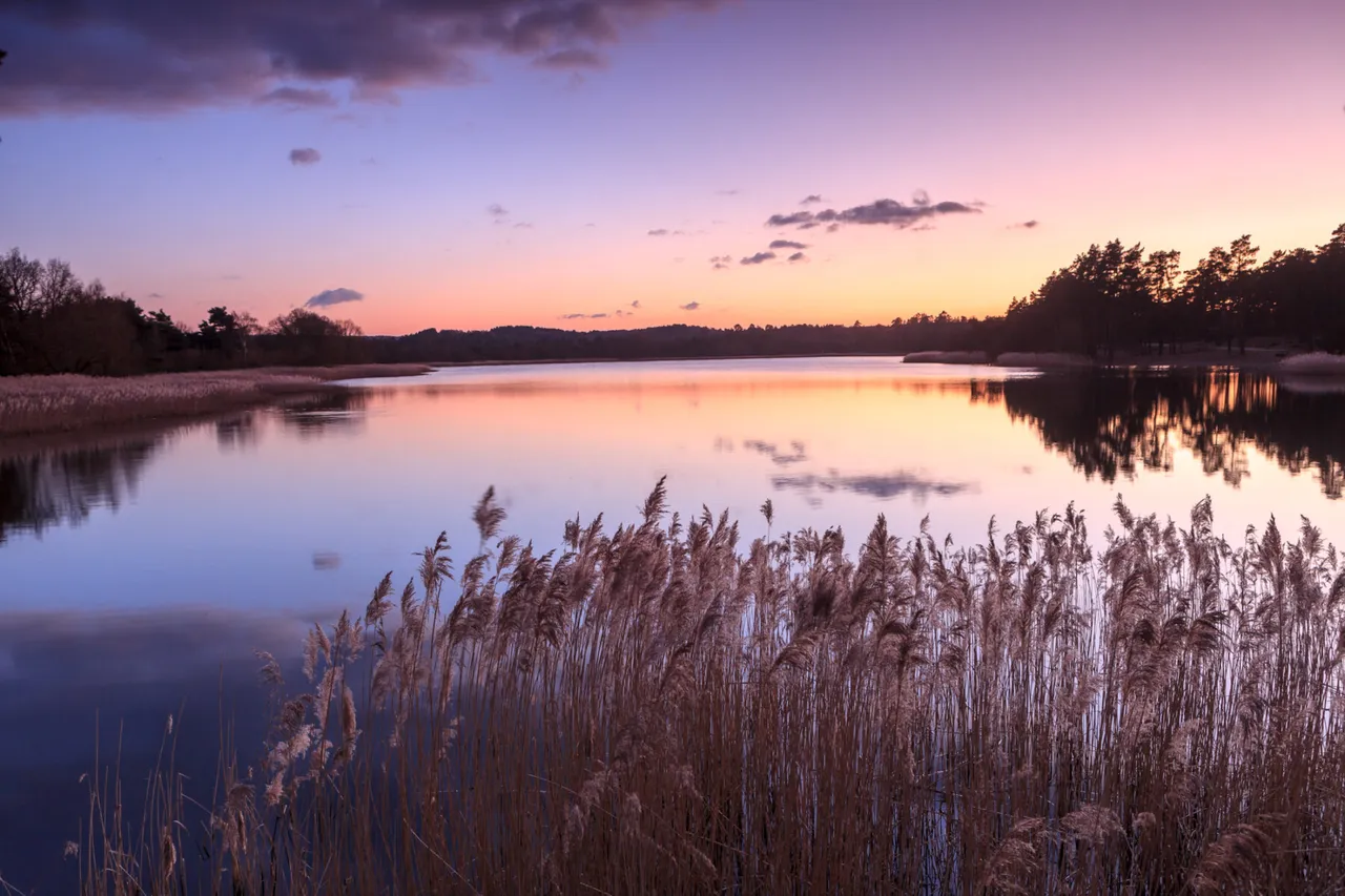 Frensham Little Pond photo 1