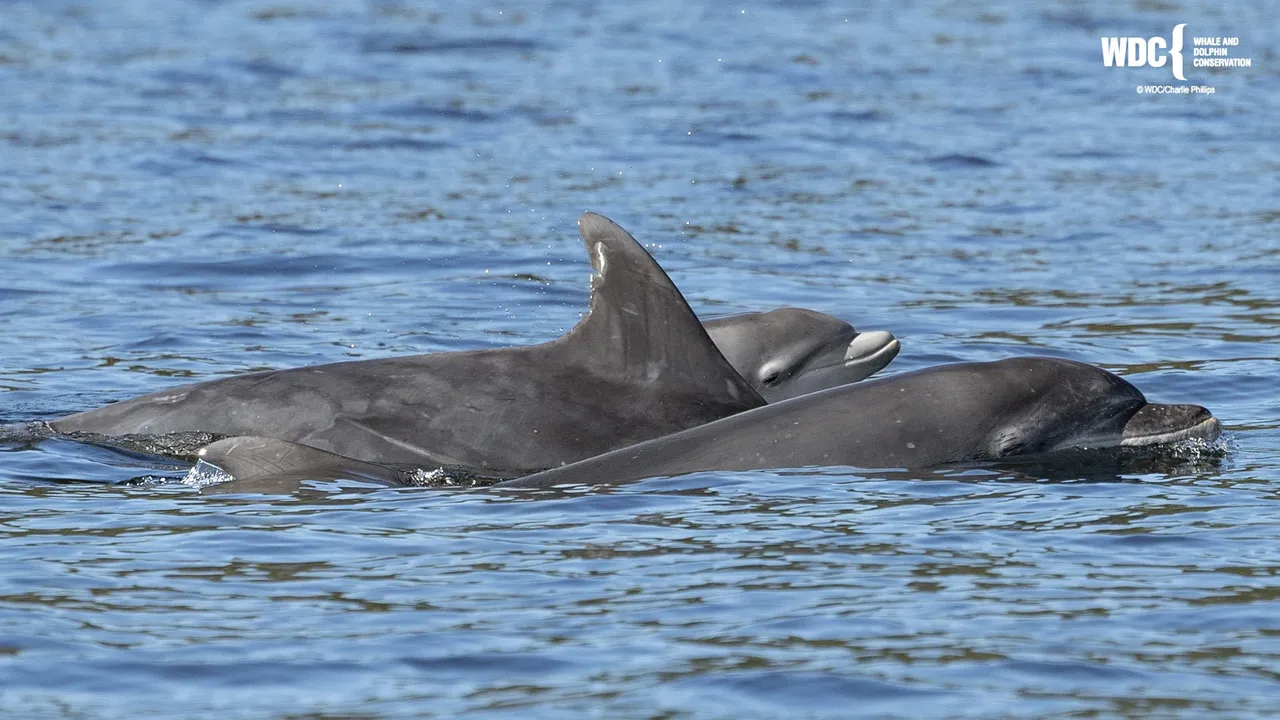 WDC Scottish Dolphin Centre photo 1
