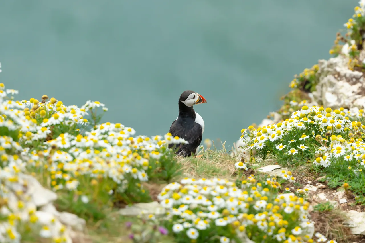 RSPB Bempton Cliffs photo 1