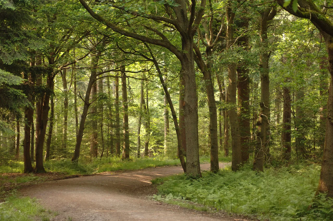 Wyre Forest - Forestry England photo 1