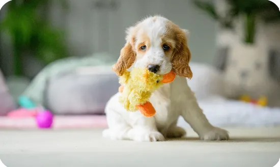 Hearing Dogs For Deaf People photo 1