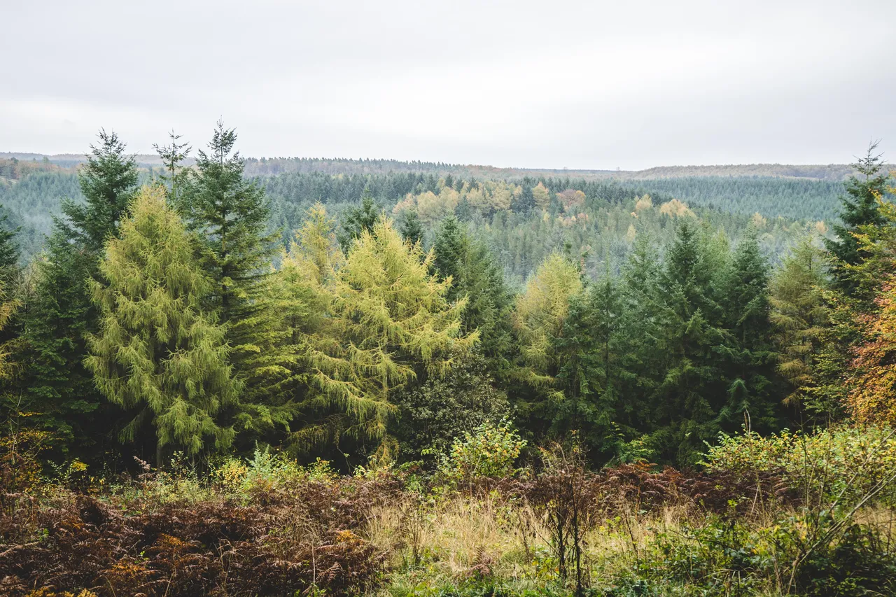 DALBY FOREST photo 1