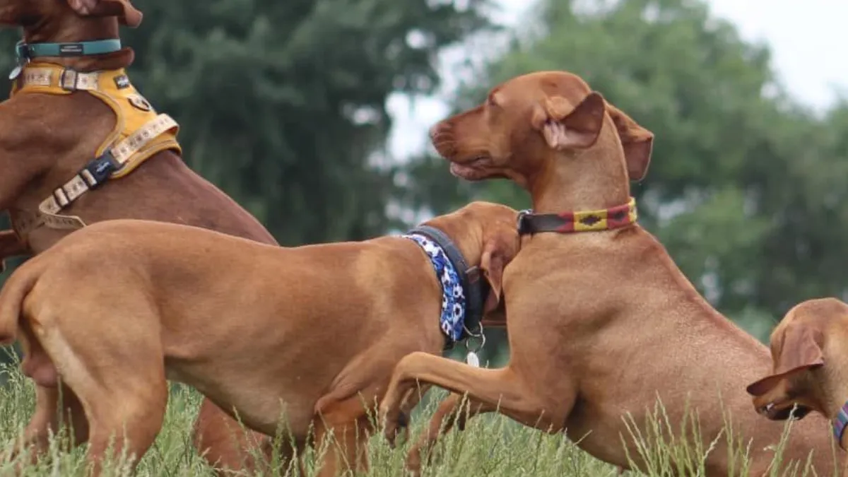 Dogs Country Club photo 1