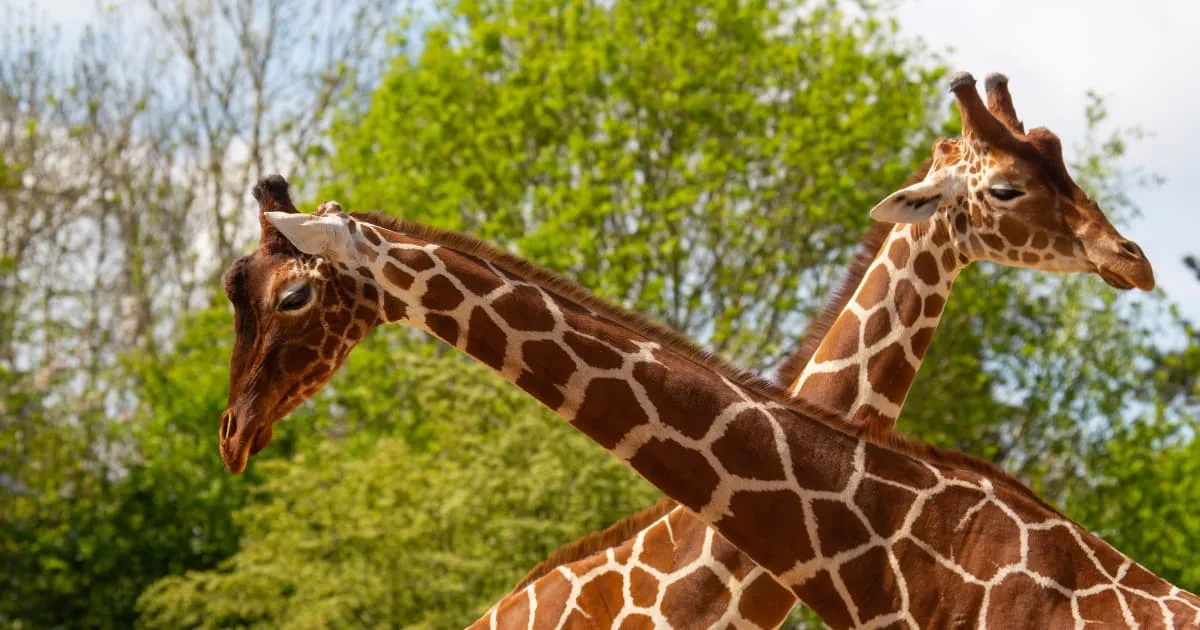 Marwell Zoo photo 1