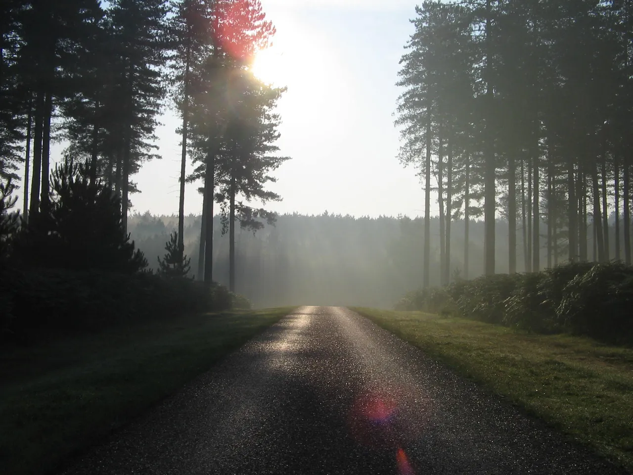High Lodge Forest photo 1
