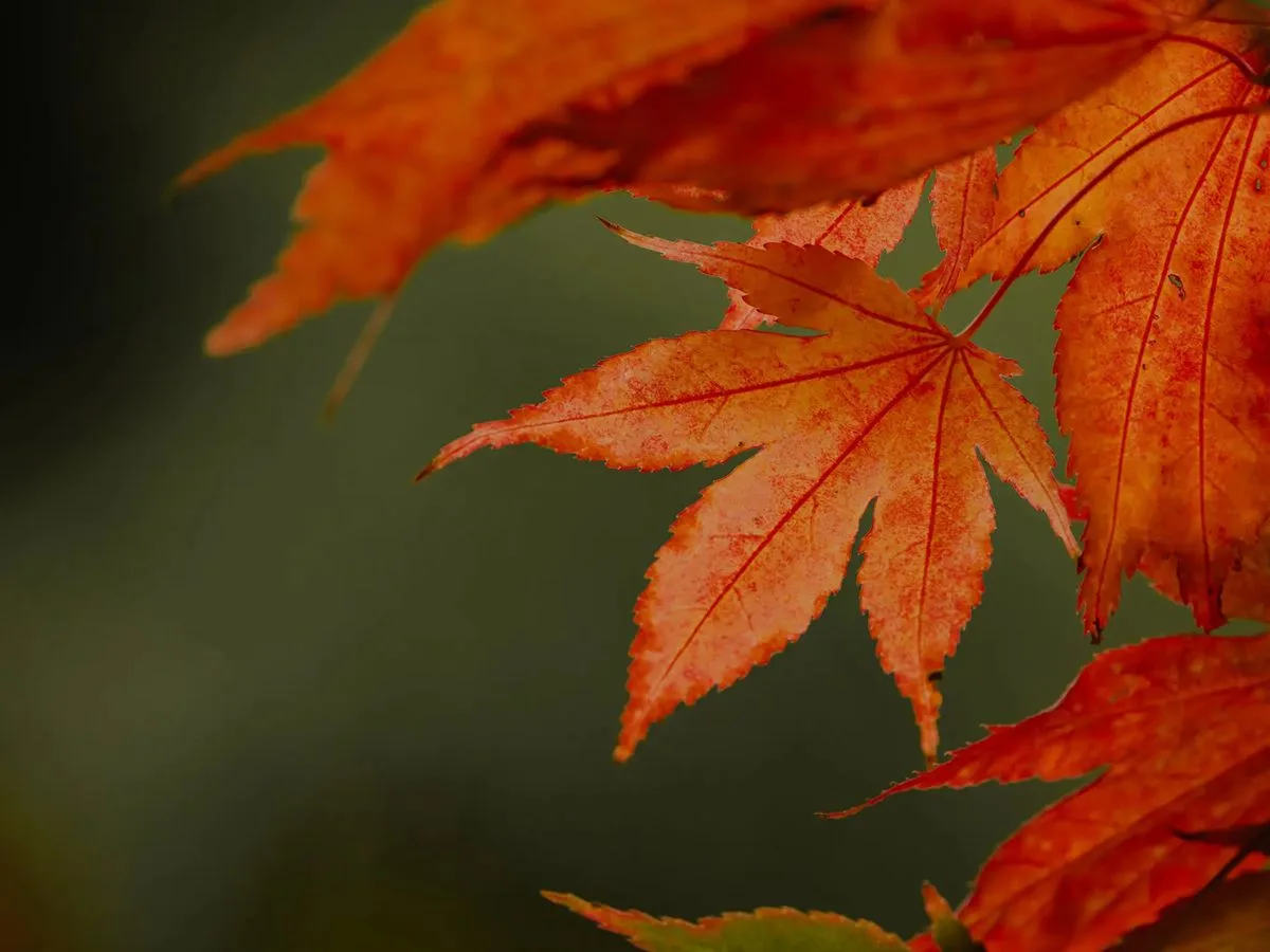 BSL Seasonal Garden Tours