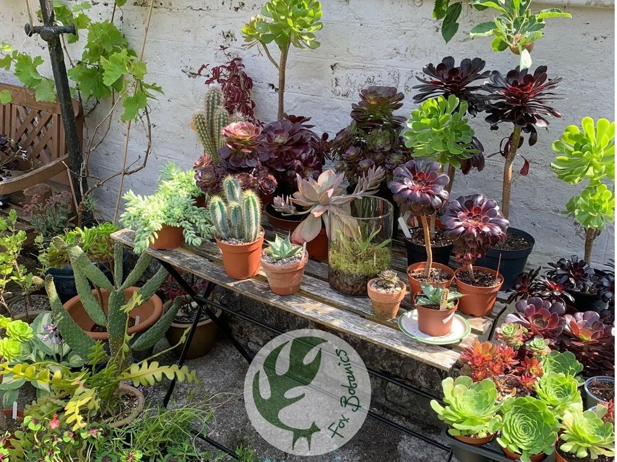 Plant Sale at The Victorian Jungle at Fox Botanics