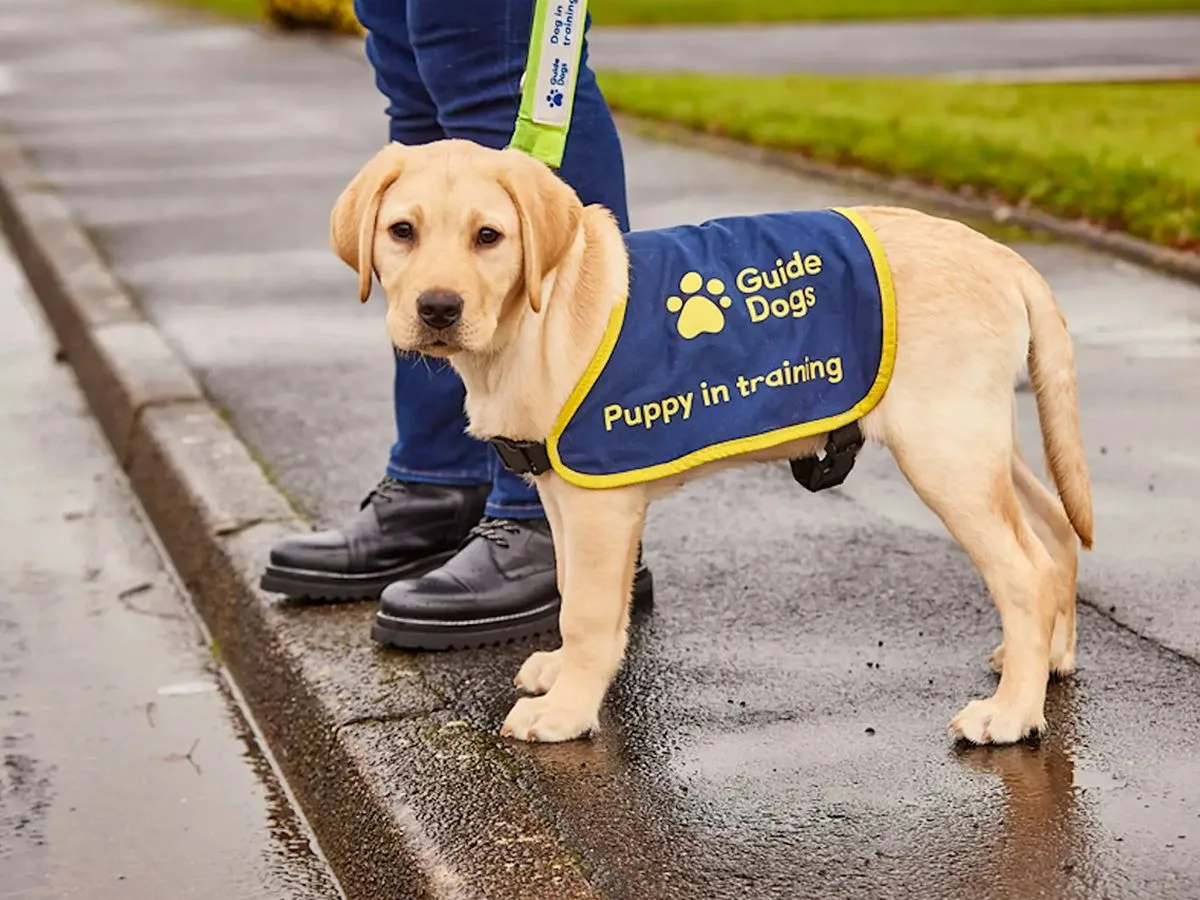 Paws With A Purpose: How Guide Dog Volunteers Make A Difference at Bearsden Library and Community Hub