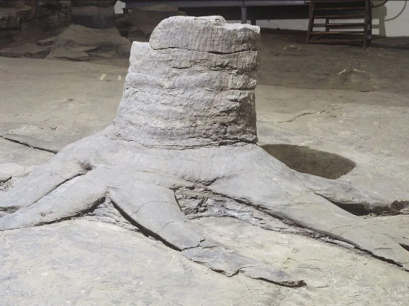 Fossil Grove Open Day