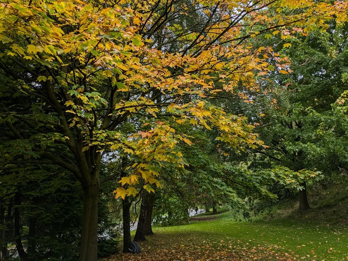 Autumn Forest Bathing Experience at Campsie Glen