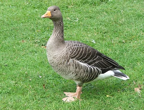 Geese at Barrowland Ballroom