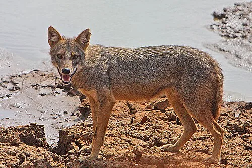 Jackals