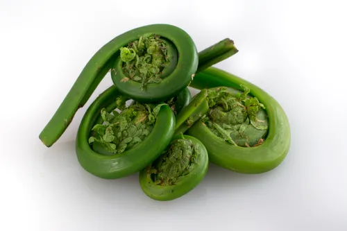 Fiddlehead @ EartH at EartH