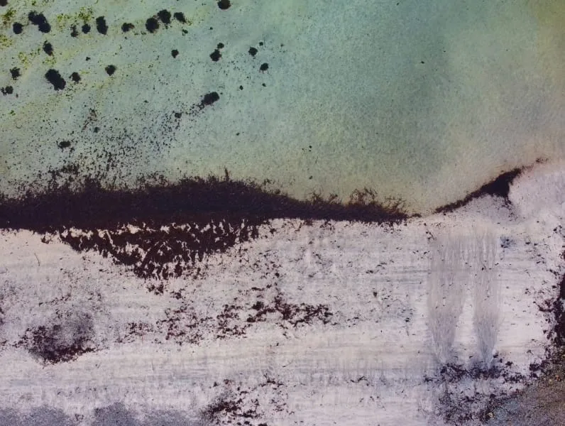 Conversations With Our Ocean at Dissection Room