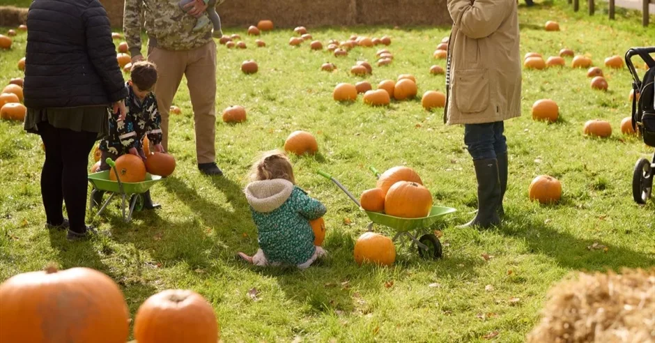 Pumpkins in the Paddock at Hartley Farm
