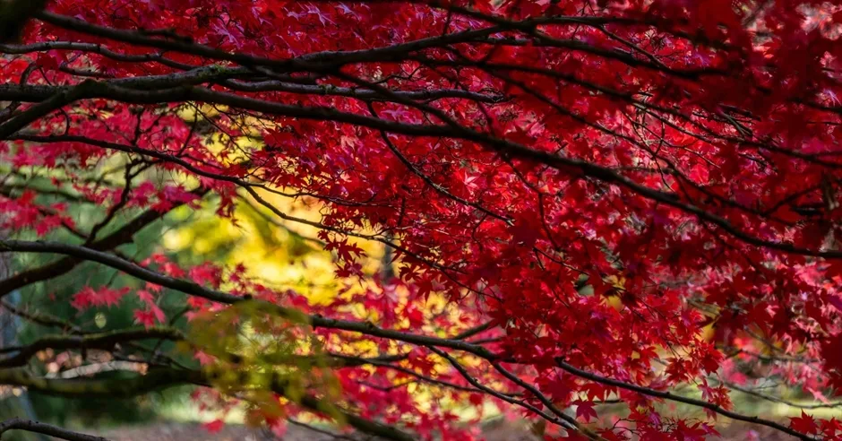 Outdoor Haiku Exhibition at Westonbirt, The National Arboretum