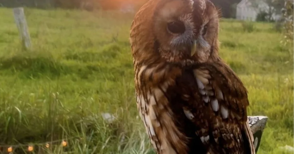 Owl Evenings at The Bird of Prey Project
